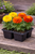 Cracker Jack Mix Marigold (4-Pack)