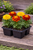 Sparky Mix Marigold (4-Pack)