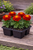 Durango Series Red Marigold (4-Pack)