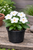 Vinca Pacifica (White) XP Formula