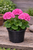 Geranium Zonal Patriot (Rose Pink)
