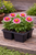 Zinnia - Profusion Cherry Bicolor