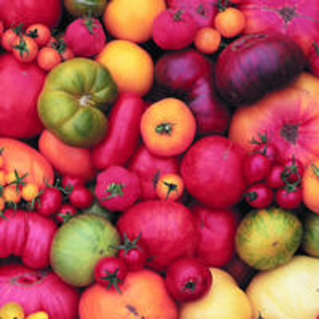 Cancer Fighting Powerhouse Tomatoes! Unitech Medical Inc.