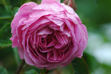 A Look Inside Grasse’s Fragrance Legacy