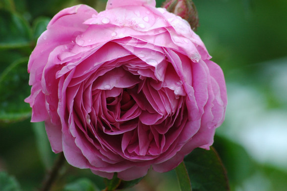 A Look Inside Grasse’s Fragrance Legacy