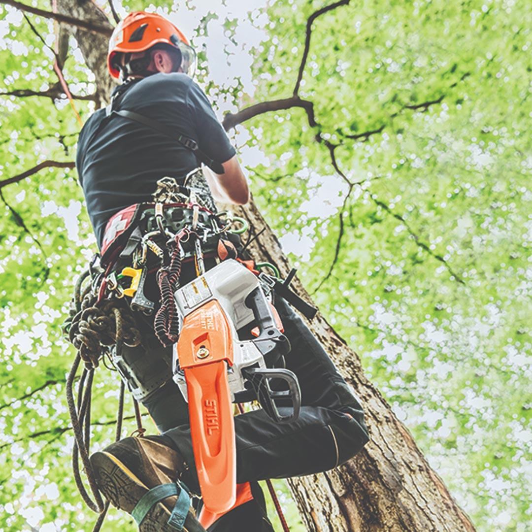 Stihl MSA 161 T Battery Chainsaw | The 