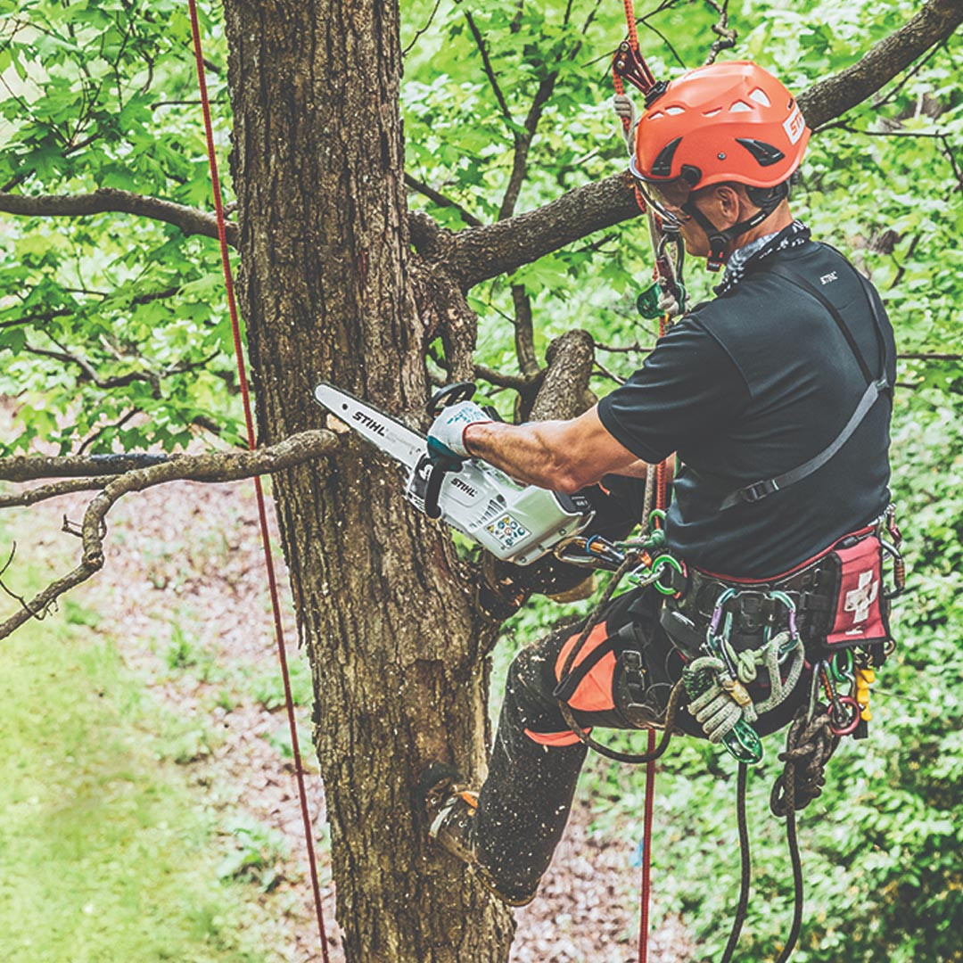 Stihl MSA 161 T Battery Chainsaw | The 