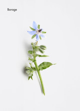 Energising Aroma Complex