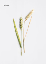 Curl Activating Conditioning Spray