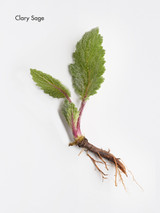 Fortifying Aroma Complex