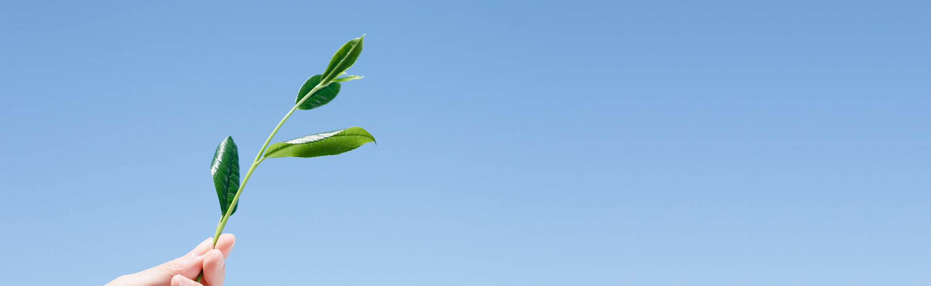 Header Image: Hand holding a tea leaf against the blue sky