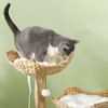 PawHut 37 Inch Modern Cat Tree w/ Wooden Scratching Posts, Condo, Beds, Cushions, Toy Balls & Anti-Tip Kit