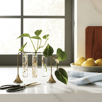 Brass and Glass Plant Propagation Vase Set