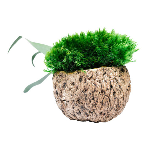 Litleo Mini  Decorative Artificial Plant with Pot Green
