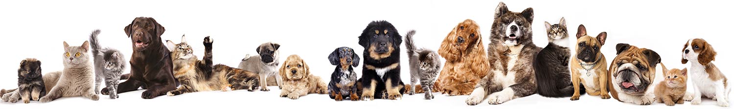 A large line-up of various breeds of cats and dogs sitting and standing looking at the camera