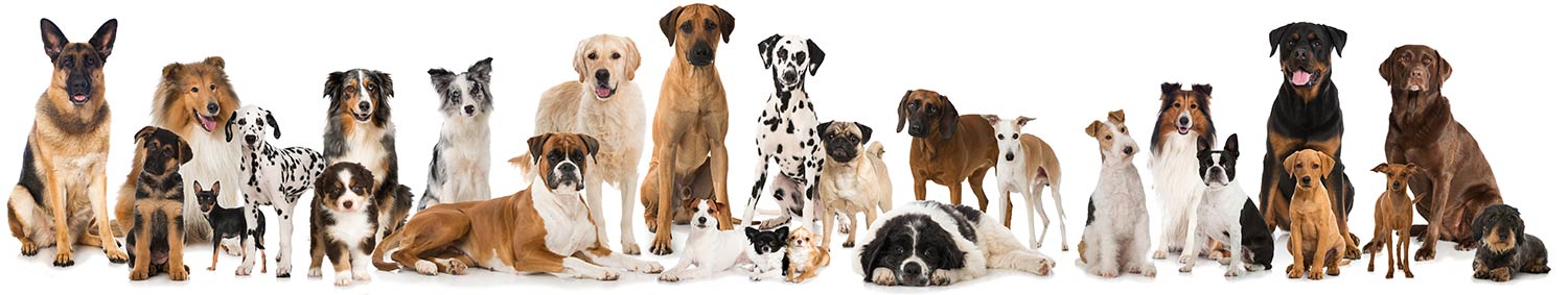 A large line-up of various breeds of dogs sitting  and standing looking at the camera