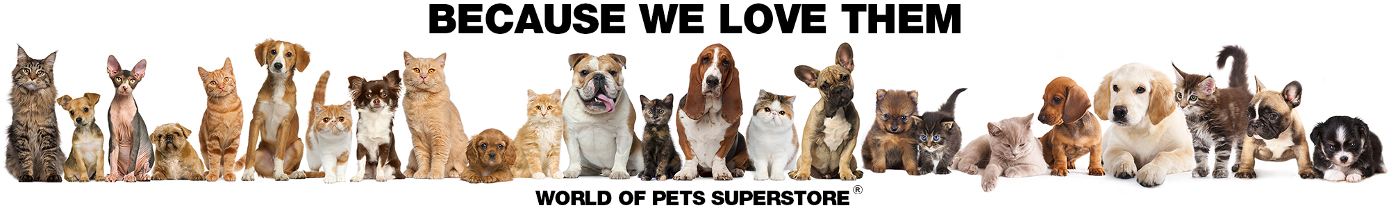 A whole bunch of cats and dogs because we love them