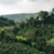 This coffee comes from Pitalito which lies in the southernmost part of Huila. Producers are focused almost exclusively on producing specialty coffee.