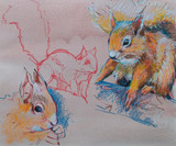 035 - Red Squirrels