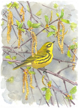 087 - Prairie Warbler and Birch catkins