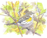 091 - Yellow-rumped Warbler and Poison Ivy berries, Sterling
