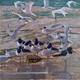 120 - Sandwich Terns and Oystercatchers