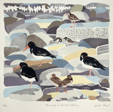 154 - Shore birds, Mar Wick