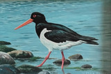 225 - Oystercatcher