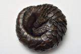 227 - Pangolin