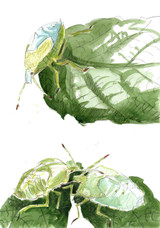 248 - Green Shieldbug Instars