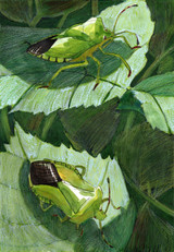249 - Green Shieldbugs in the brambles
