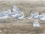 259 - Sharp-tailed Sandpiper and Wrybills