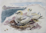 290 - Gannets of the Bass Rock