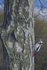 326 - Great Spotted Woodpecker