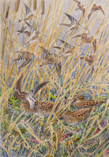 351 - Snipe