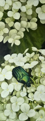 001 - Hydrangea Beetle