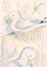 043 - Kittiwake sketches. Dunbar. 07/06/26