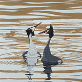 062 - Water dance
