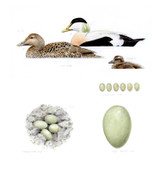 065 - Common Eider