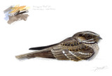 067 - Philippine Nightjar