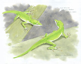 080 - Green Anoles, New Orleans, LA