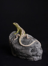 124 - Sand Lizard