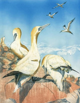 148 - Gannets on Bass Rock