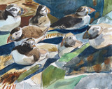 154 - Puffins at rest below the Low Light, Isle of May