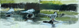 168 - Preening Terns
