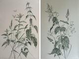 170 - Amongst the nettles