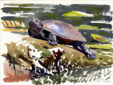 176 - European Pond Turtle field sketch