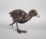 208 - Shear Coot