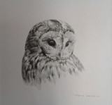 226 - Tawny Owl