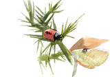 239 - Gorse Bug nymphs tiny and small